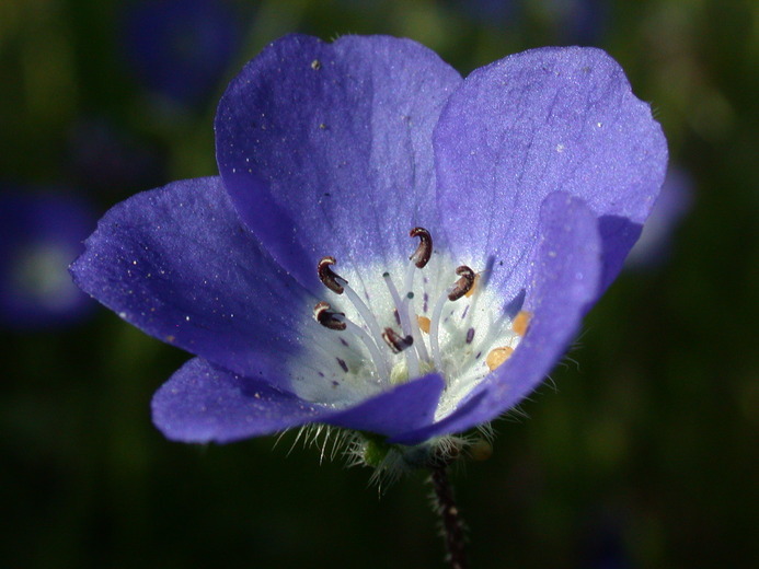 Image of baby blue eyes