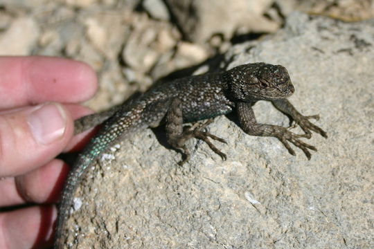 Image of Western Fence Lizard