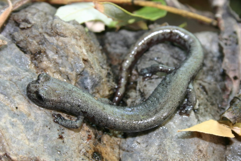 Image of Inyo Mountains Salamander