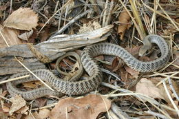 Image of Western Patch-nosed Snake