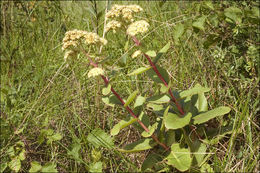 Image of <i>Hylo<i>telephium</i></i> telephium ssp. <i>maximum</i>