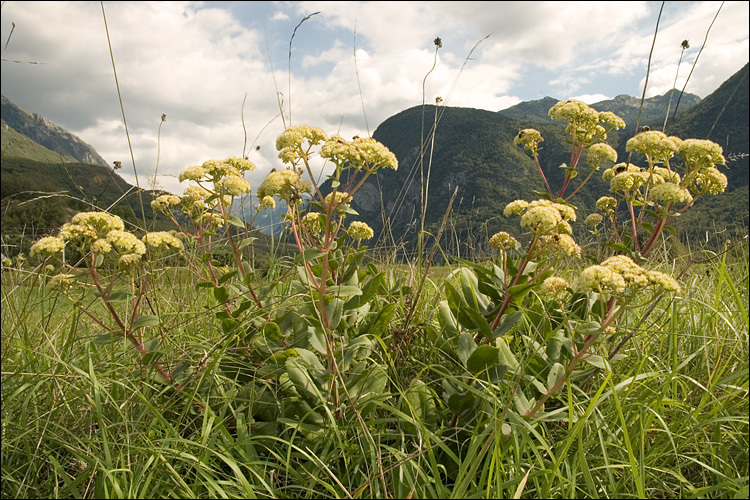 Image of <i>Hylo<i>telephium</i></i> telephium ssp. <i>maximum</i>