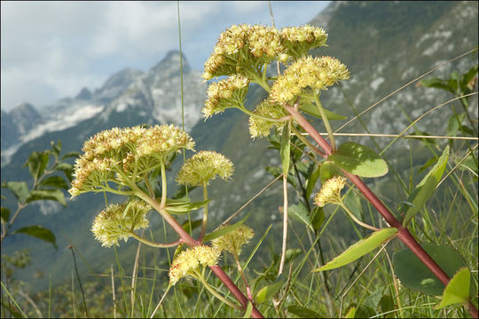 Image of <i>Hylo<i>telephium</i></i> telephium ssp. <i>maximum</i>