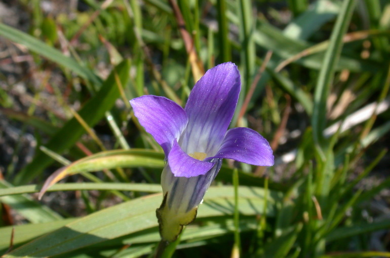 Image of Sierra fringed gentian