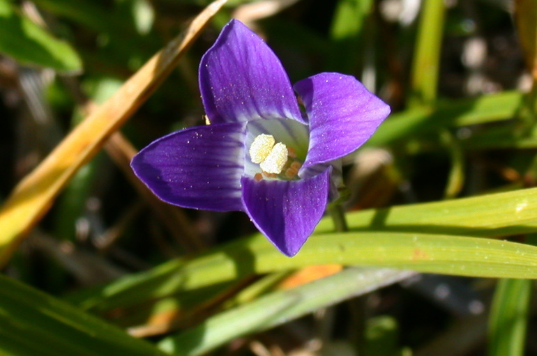 Image of Sierra fringed gentian