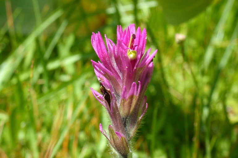 Image of Lemmon's Indian paintbrush