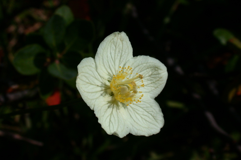 Image of Bog Star