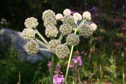 Image of <i>Sphenosciadium capitellatum</i>