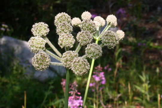 Image de <i>Sphenosciadium capitellatum</i>