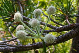 Image de <i>Sphenosciadium capitellatum</i>