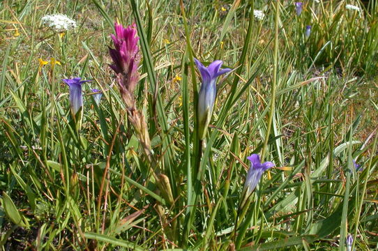 Image of Sierra fringed gentian