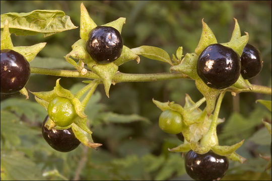 Image of Deadly Nightshade