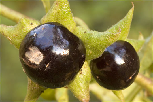 Plancia ëd Atropa belladonna L.