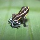 Image of Reticulated poison frog