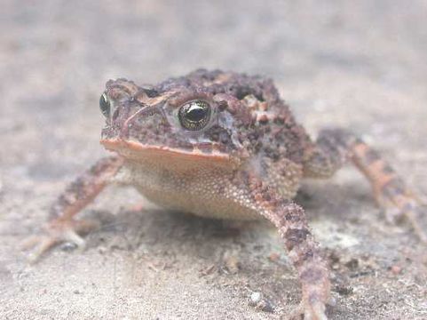 Image of Southern Round-gland Toad