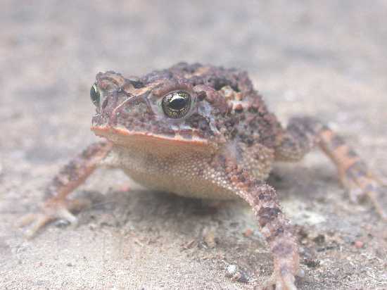 Image of Southern Round-gland Toad