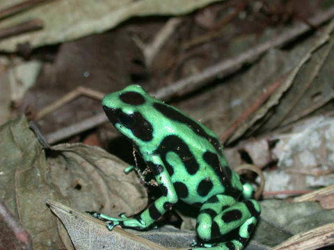 Plancia ëd Dendrobates auratus (Girard 1855)