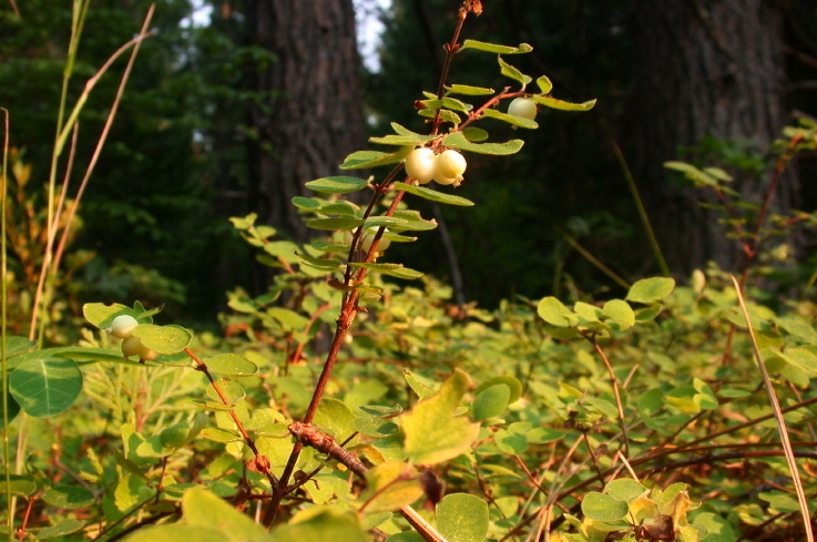 Image of roundleaf snowberry