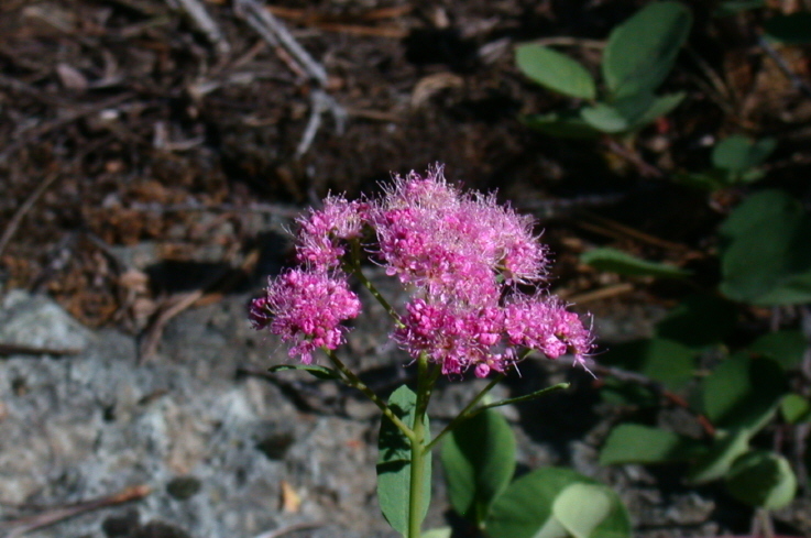 صورة Spiraea splendens Baumann ex K. Koch