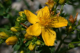 صورة St John's Wort