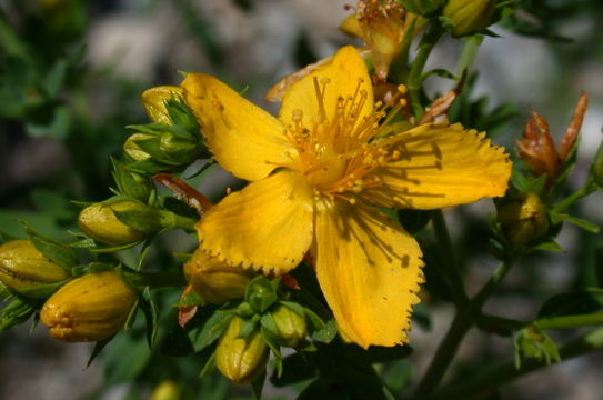 Image of St John's wort