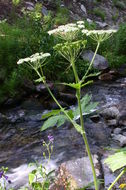 Image of common cowparsnip