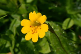 Image of <i>Mimulus primuloides</i>