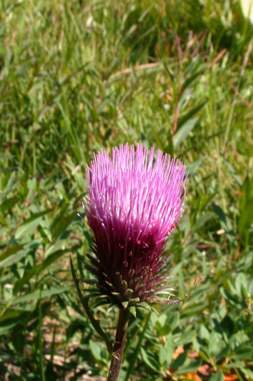 Image of rose thistle