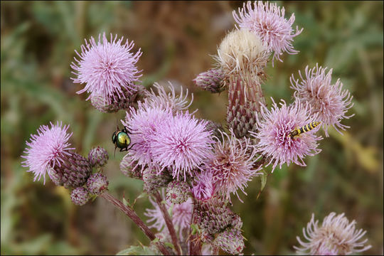 Image of Creeping Thistle