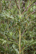 Image of Creeping Thistle