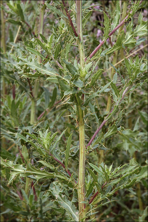 Image of Creeping Thistle