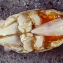 Image of Mole Crab