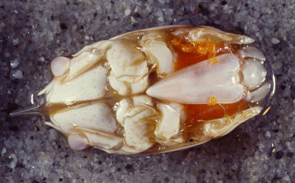 Image of Pacific Mole Crab