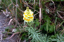 Plancia ëd Linaria vulgaris Mill.