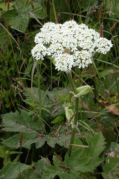 Image of common cowparsnip