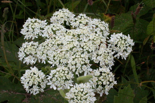 <i>Heracleum maximum</i> resmi