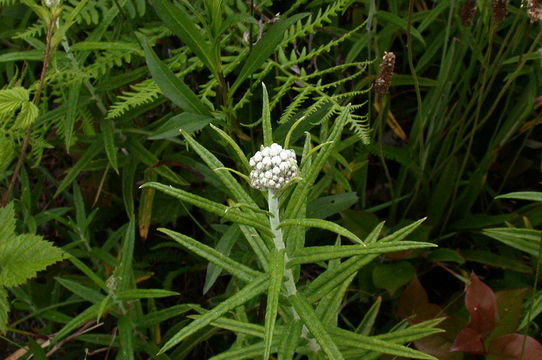 Imagem de Anaphalis margaritacea (L.) Benth.