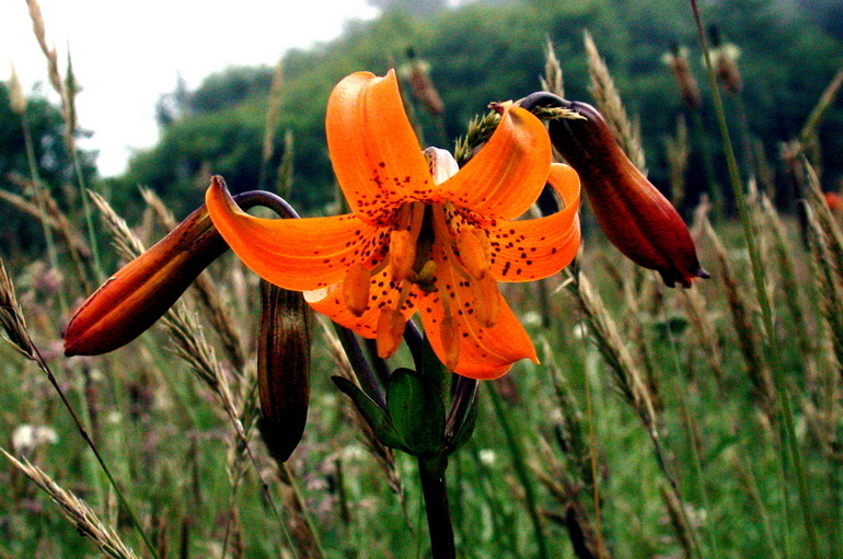 Image de Lilium maritimum Kellogg