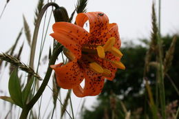 Image de Lilium maritimum Kellogg