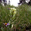 Image of yellow Wallowa Indian paintbrush