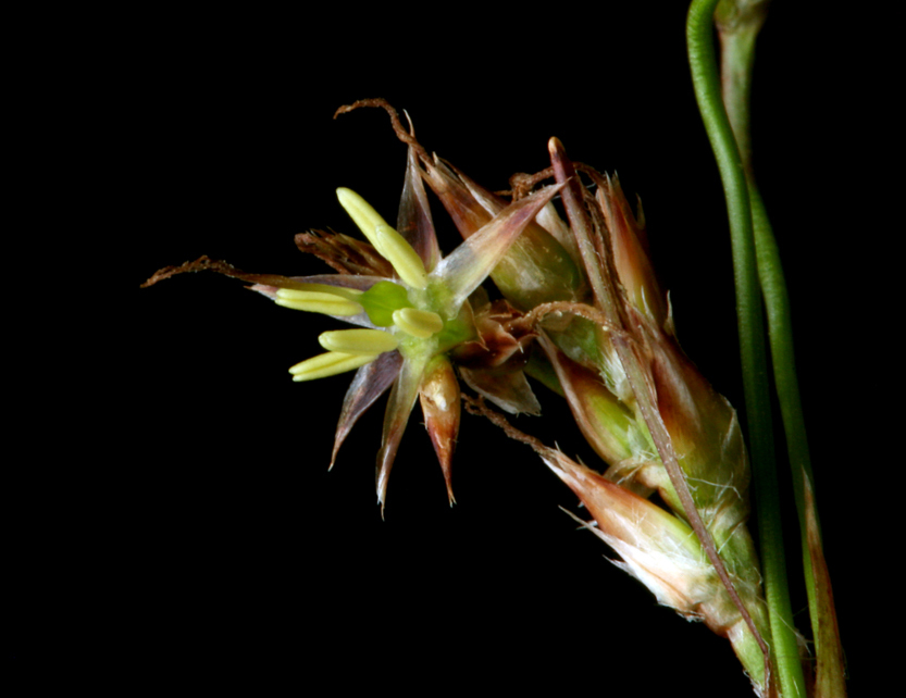 Image of Pacific woodrush