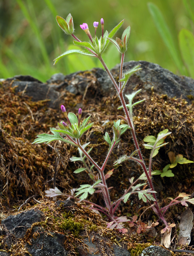 Image of variableleaf collomia