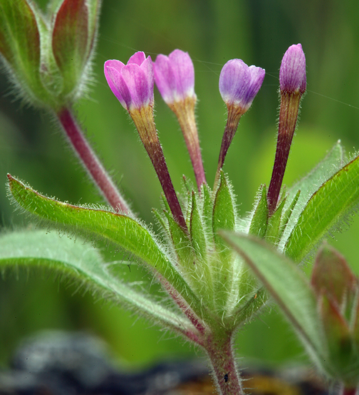 Image of variableleaf collomia