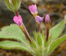 Image of variableleaf collomia