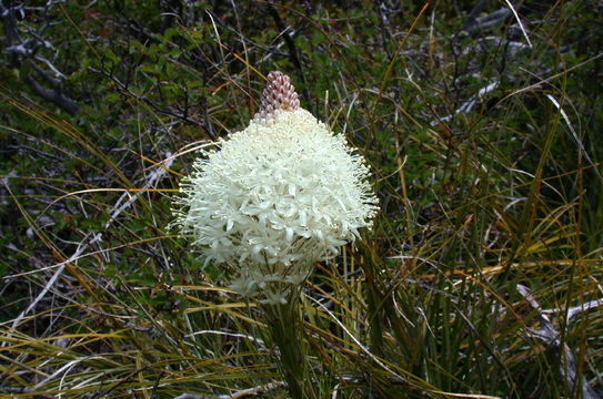 Xerophyllum tenax (Pursh) Nutt. resmi