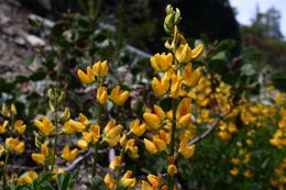 Image of pale yellow lupine