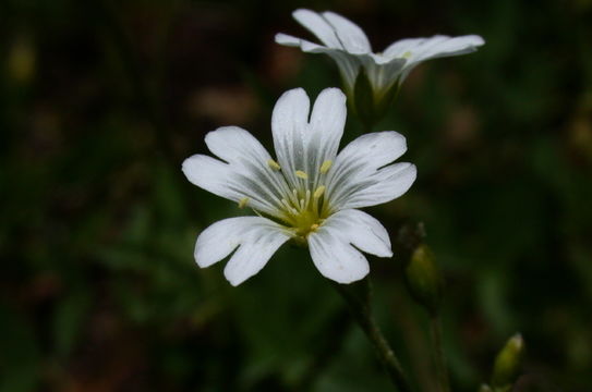 Plancia ëd Cerastium arvense L.