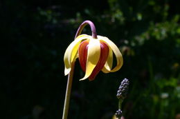 Image of California pitcherplant