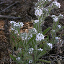 Cryptantha ambigua (A. Gray) Greene的圖片