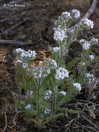 Imagem de Cryptantha ambigua (A. Gray) Greene